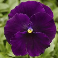 Delta™ Pro Clear Violet (Pansy)