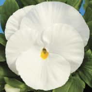 Delta™ Pro Clear White (Pansy)