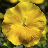 Delta™ Pro Clear Yellow (Pansy)