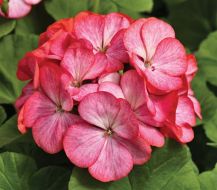 Pinto™ Premium Rose Bicolor (Geranium)