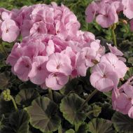 BullsEye Light Pink (Geranium)
