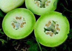Summer Dew (Melon/hybrid/honeydew)