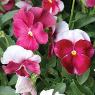 ColorMax Beacon Rose (Viola/primed)