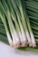 Hardy White Bunching (Onion/bunching)