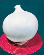 White Sweet Spanish (White Onion/Spanish/O/P)