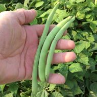 Greencrop (Green Beans Bush/flat)