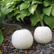 Snowball (Hybrid Pumpkin)