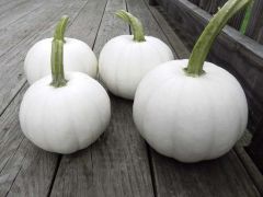 Blanco (Hybrid Pumpkin)