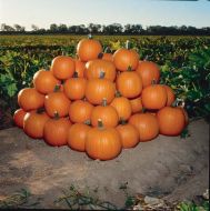 Jack Of All Trades (Hybrid Pumpkin)