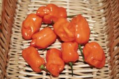 Habanero Orange (Hot Pepper/Habanero)