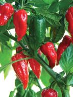 Ghost Chile (Hybrid Hot Pepper/Red Bhut Jolokia/Untreated)