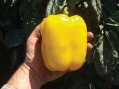 Mecate (Hybrid Colored Pepper)