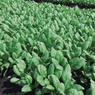 Escalade (Spinach/Plain Leaf/hybrid)