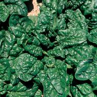 Longstanding Bloomsdale Dark Green (Spinach/untreated/O/P)