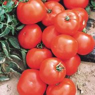 Florida 47 VFF (Hybrid Bush Tomato Pellets)