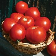 Basket Vee (Bush Tomato)