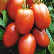 Picus VF/TSWV (Hybrid Plum Tomato)