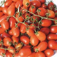 Smarty VF (Hybrid Grape Tomato Pellets)