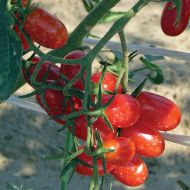 Red Candy (Hybrid Grape Tomato)