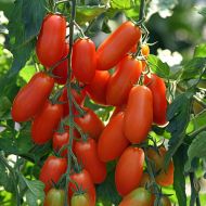 Marzito (Hybrid Plum Tomato)
