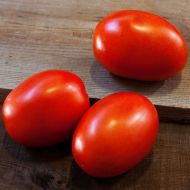 Daytona (Hybrid Roma/Saladette Tomato Pellets)