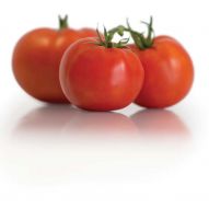 Celebrity Plus (Hybrid Bush Tomato)