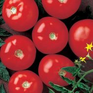 Mountain Fresh Plus (Hybrid Bush Tomato)