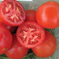 Red Mountain (Hybrid Tomato Pellets)