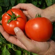 Red Morning (Hybrid Tomato Pellets)