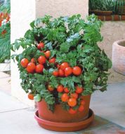 Patio Hybrid (Hybrid Round Red Tomato)