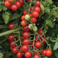 Candyland (Red Currant Tomato/untreated)