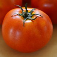 Little Sicily (Hybrid Bush Tomato)