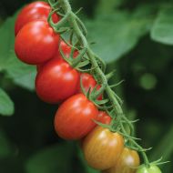 Sugar Rush F/TMV (Hybrid Grape Tomato Untreated)