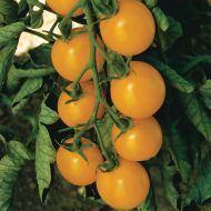 Sweet Gold TMV F (Hybrid Cherry Tomato)