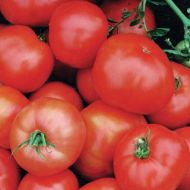 Ultra Sweet VFT (Hybrid Staking Tomato)