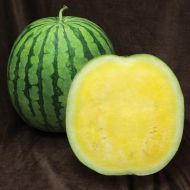 Yellow Buttercup (Watermelon/triploid)