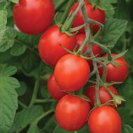 Tidy Treats VF (Hybrid Grape Tomato Untreated)
