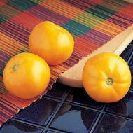 Carolina Gold VFF (Hybrid Novelty Tomato)