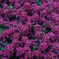 Wonderland Deep Purple (Alyssum pellets)