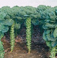 Cobus (Brussels Sprouts)