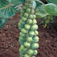 Confidant (Brussels Sprouts)