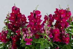 Floral Showers Purple (Snapdragon/dwarf)
