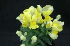 Floral Showers Yellow (Snapdragon/dwarf)