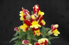 Floral Showers Red and Yellow Bicolor (Snapdragon/dwarf)