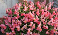 Candy Showers Pink (Snapdragon/dwarf/trailing)