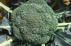 Hydra (Broccoli)