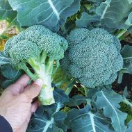 Kingdom (XBC6317) (Broccoli)
