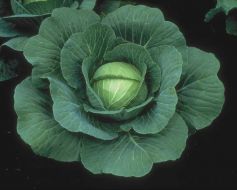 Charmant (Cabbage/early)