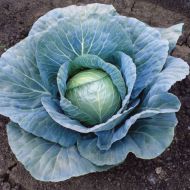 Blue Vantage (Cabbage/mid)