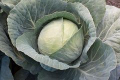 Xtreme Vantage (Cabbage/mid)